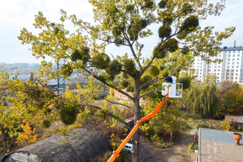 Tree Cabling Service